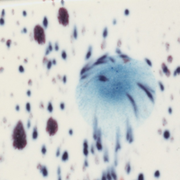 Esmalte Mayco - Jungle Gems - S-2701 PEACOCK EYES