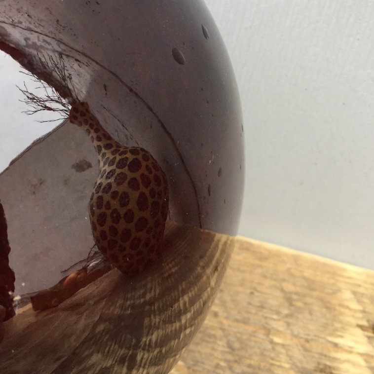 Esmalte Botz Dark Brown 9105 - 200ml - Imagen 6